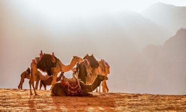 Chameaux dans le désert en Jordanie.