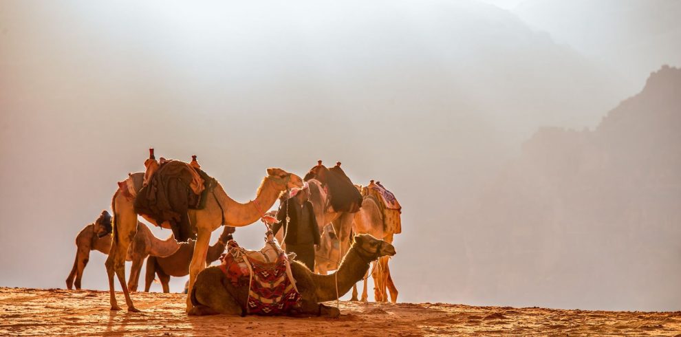 Chameaux dans le désert en Jordanie.