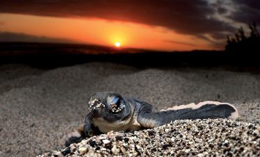 Tortue marine avec un coucher de soleil orangé en toile de fond.
