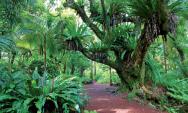 Au coeur de la forêt de La Réunion avec des arbres tropicaux