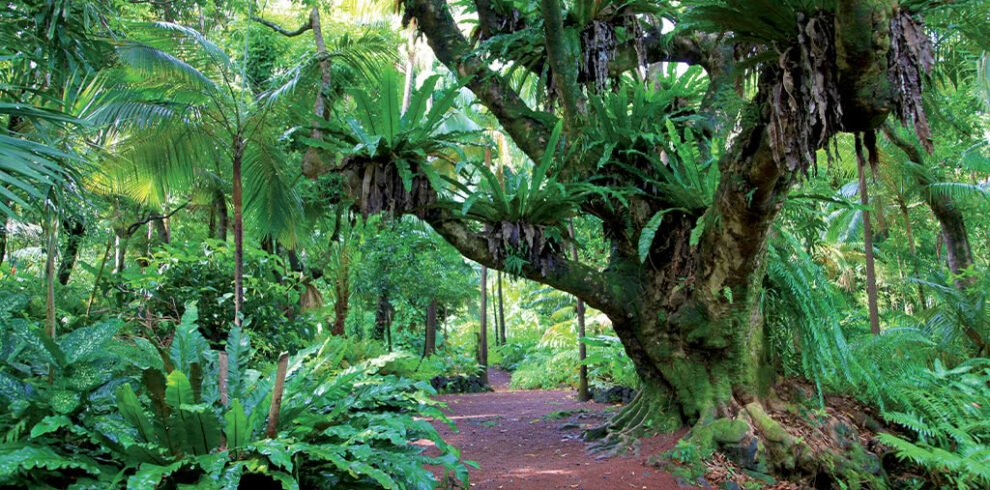 Au coeur de la forêt de La Réunion avec des arbres tropicaux