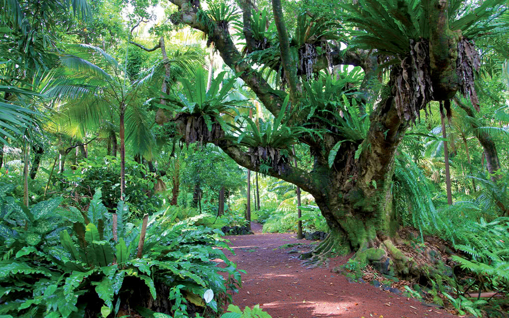 Au coeur de la forêt de La Réunion avec des arbres tropicaux