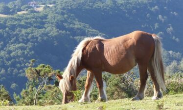 Un cheval qui broute librement dans un paysage de verdure du Pays Basque Espagnol.