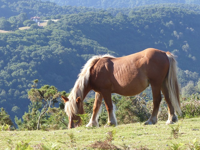 Un cheval qui broute librement dans un paysage de verdure du Pays Basque Espagnol.