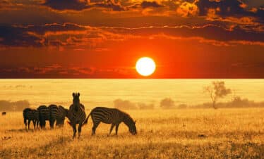 Magnifique coucher de soleil sur la savane où des troupeaux d'animaux broutent paisiblement.