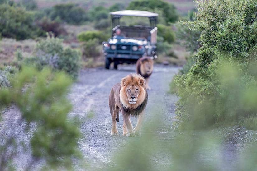 (Image)-image-Afrique-du-Sud-Parc-Kruger-safari-lions-as_105801358
