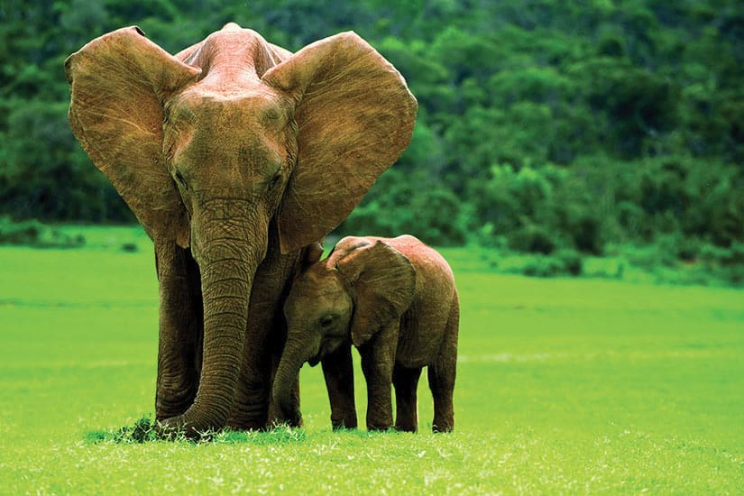 (Image)-image-Afrique-du-sud-Elephant-mere-avec-jeune-25-fo_12893718-09032017