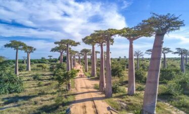 La fameuse allée des baobabs, magnifique, captivante