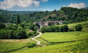 Magnifique paysage verdoyant des vignes
