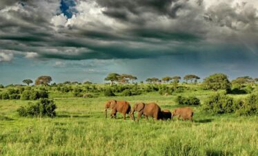 paysage sauvage et verdoyant d'Afrique avec une troupe d'éléphants