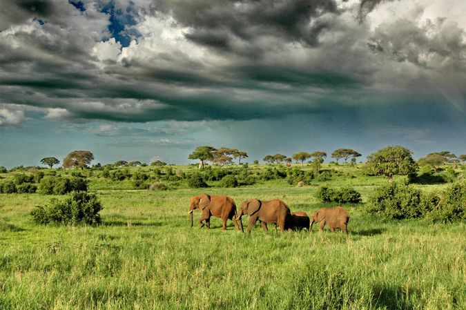 paysage sauvage et verdoyant d'Afrique avec une troupe d'éléphants