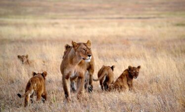 Une lionne avec ses lionceaux au coeur de la savane africaine
