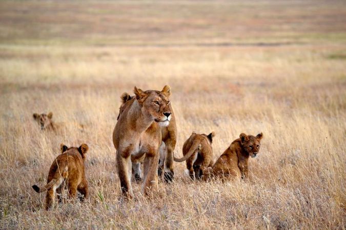 Une lionne avec ses lionceaux au coeur de la savane africaine
