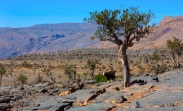 Paysage sauvage avec un arbre en premier plan.