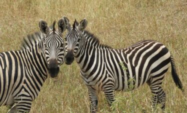 deux zèbres dans leur lieu d'habitation naturel