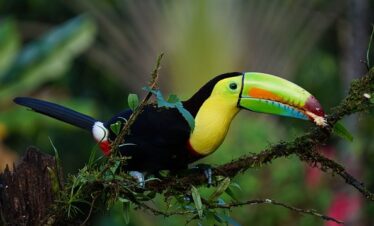 Joli toucan au bec très coloré dans une forêt.