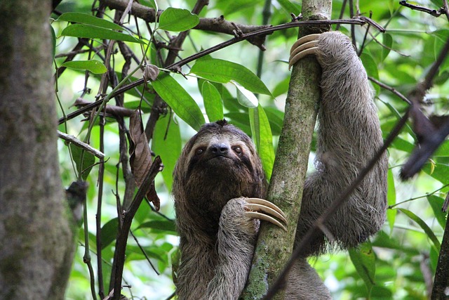 sloth-2759724_640