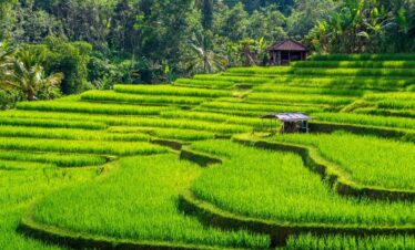 Rizières en terrasse à perte de vue sur les flancs de montagnes