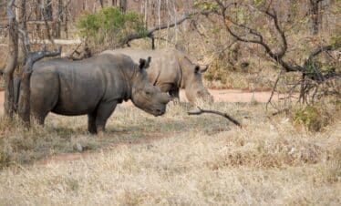 Rhinocéros en pleine nature