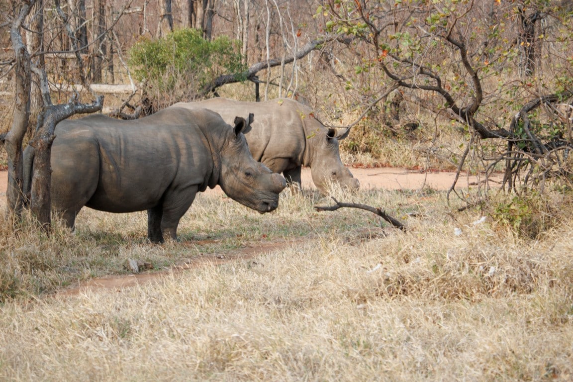 Rhinocéros en pleine nature