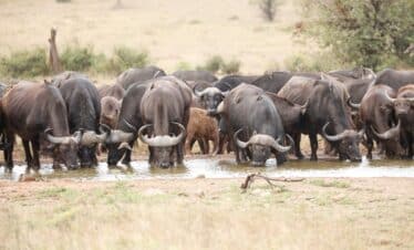 Un troupeau d'animaux qui boivent autour d'un point d'eau