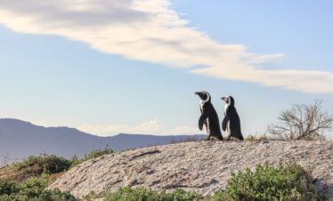 pingouins en Afrique du sud