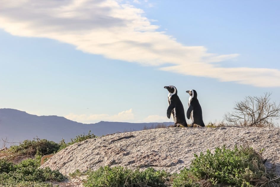 pingouins en Afrique du sud