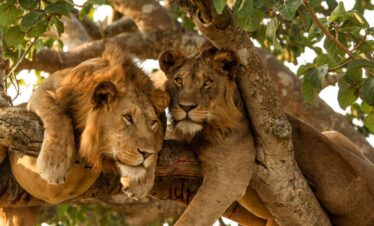 Lion et lionne dans un arbre