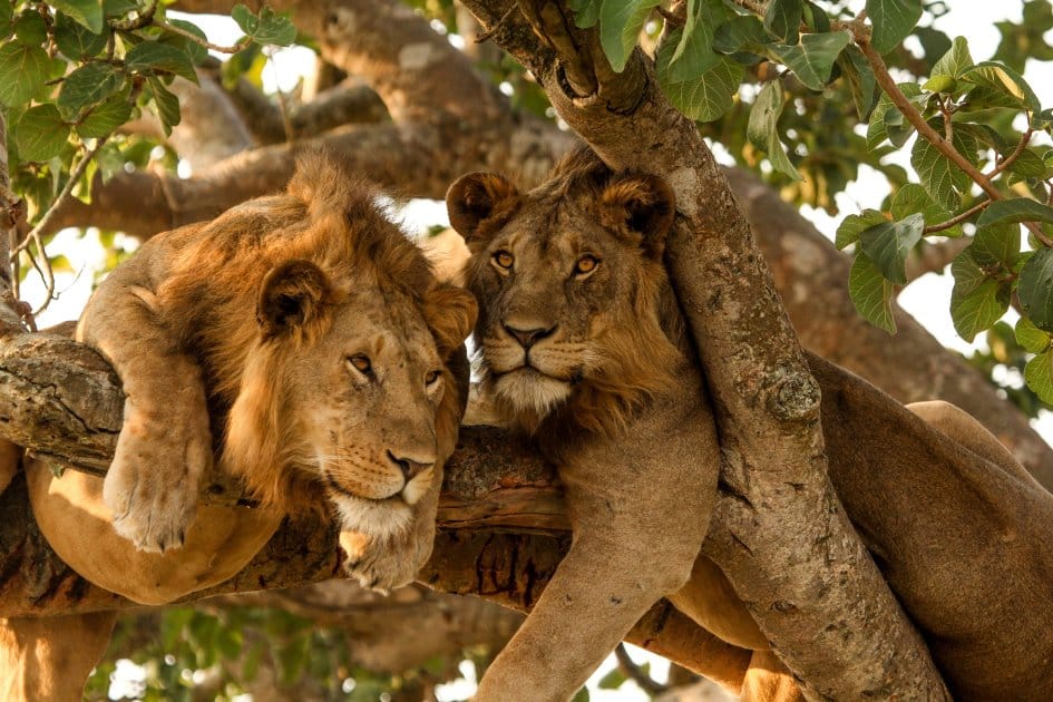 Lion et lionne dans un arbre