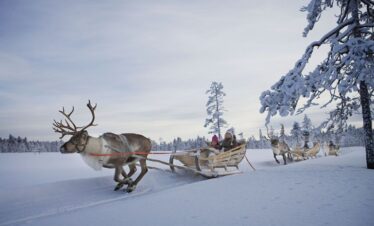 Safari avec des rennes