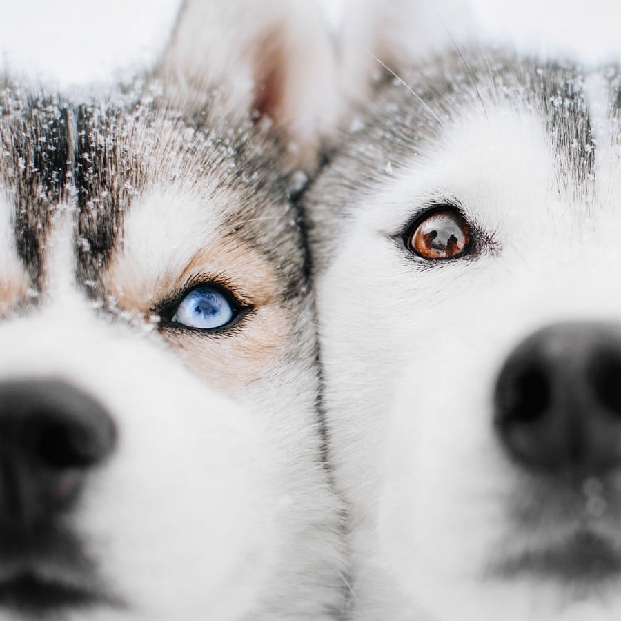 Camp Ripan dogsled_blue_brown_eyes_dogs