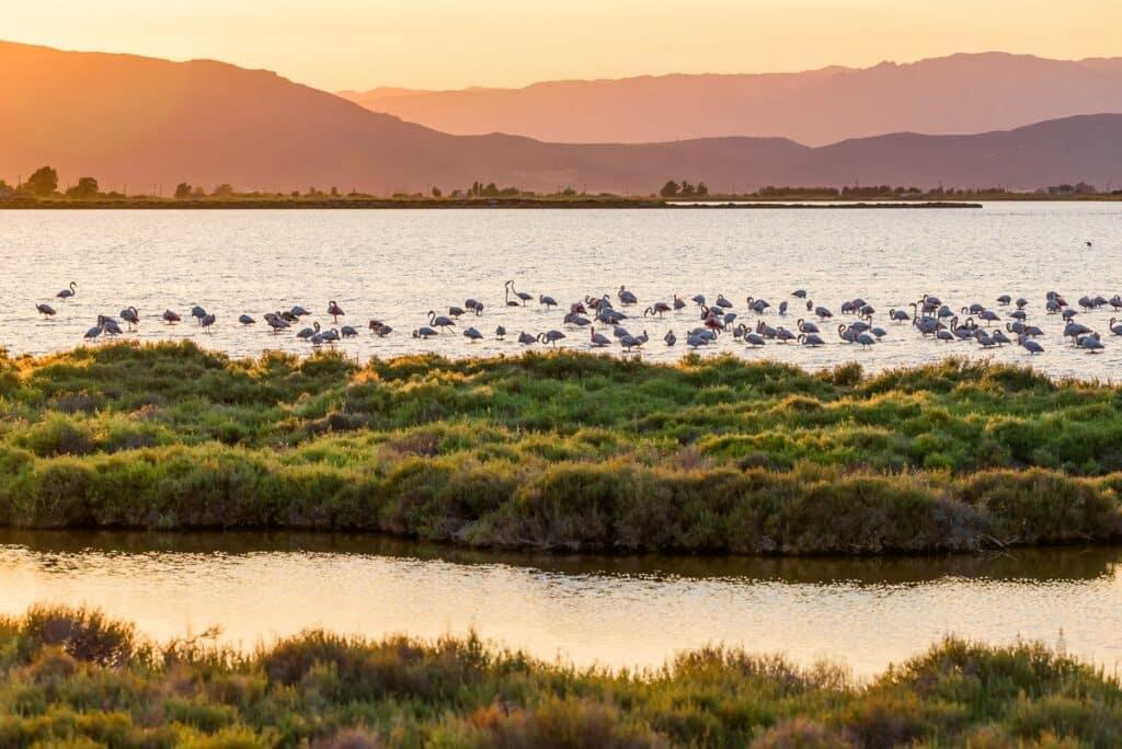 Magnifique paysage avec les flamants roses