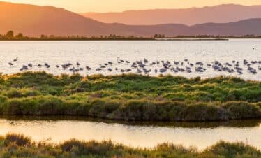 Magnifique paysage avec les flamants roses