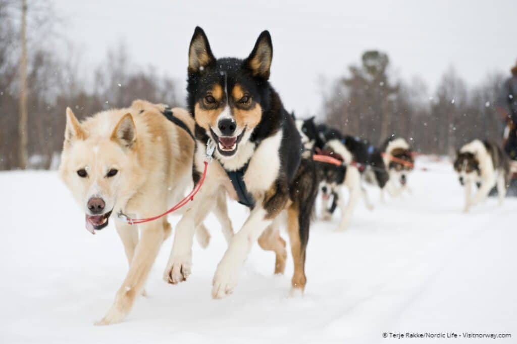 Tromsø – dog sledding