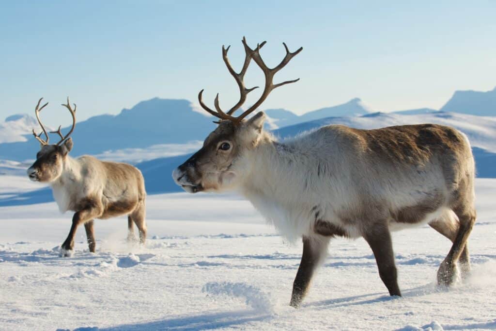 Reindeers in natural environment, Tromso region, Northern Norway.