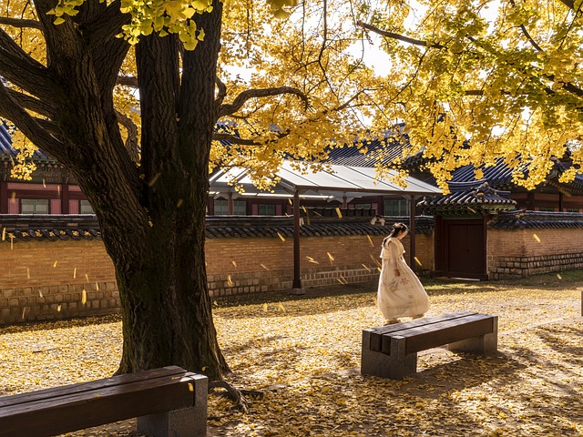 Feuilles d'automne en Corée du sud