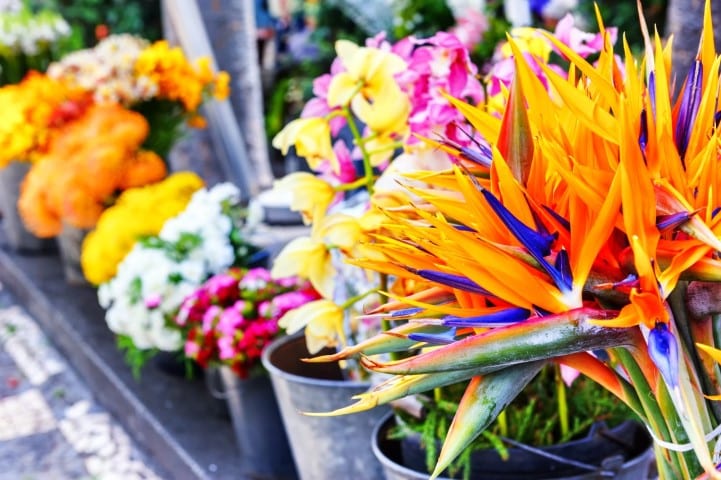 Strelitzia Reginae flowers closeup (bird of paradise flower) at