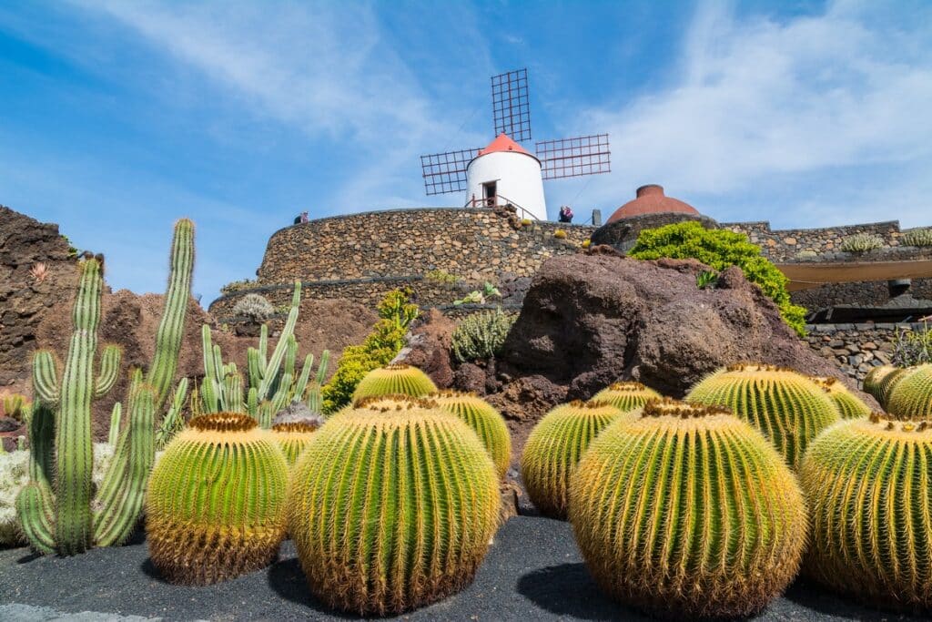 Lanzarote et ses cactus