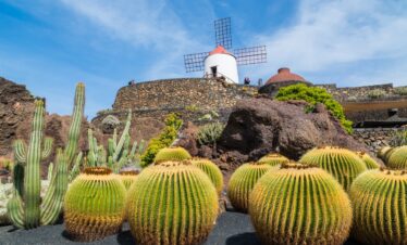 Lanzarote et ses cactus